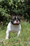 BOULEDOGUE FRANCAIS 271